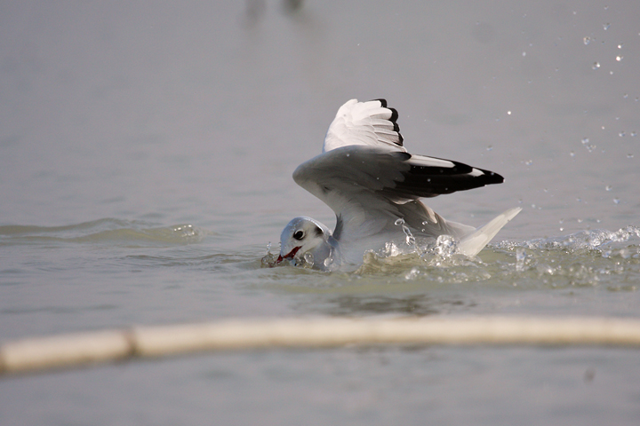La pesca del gabbiano